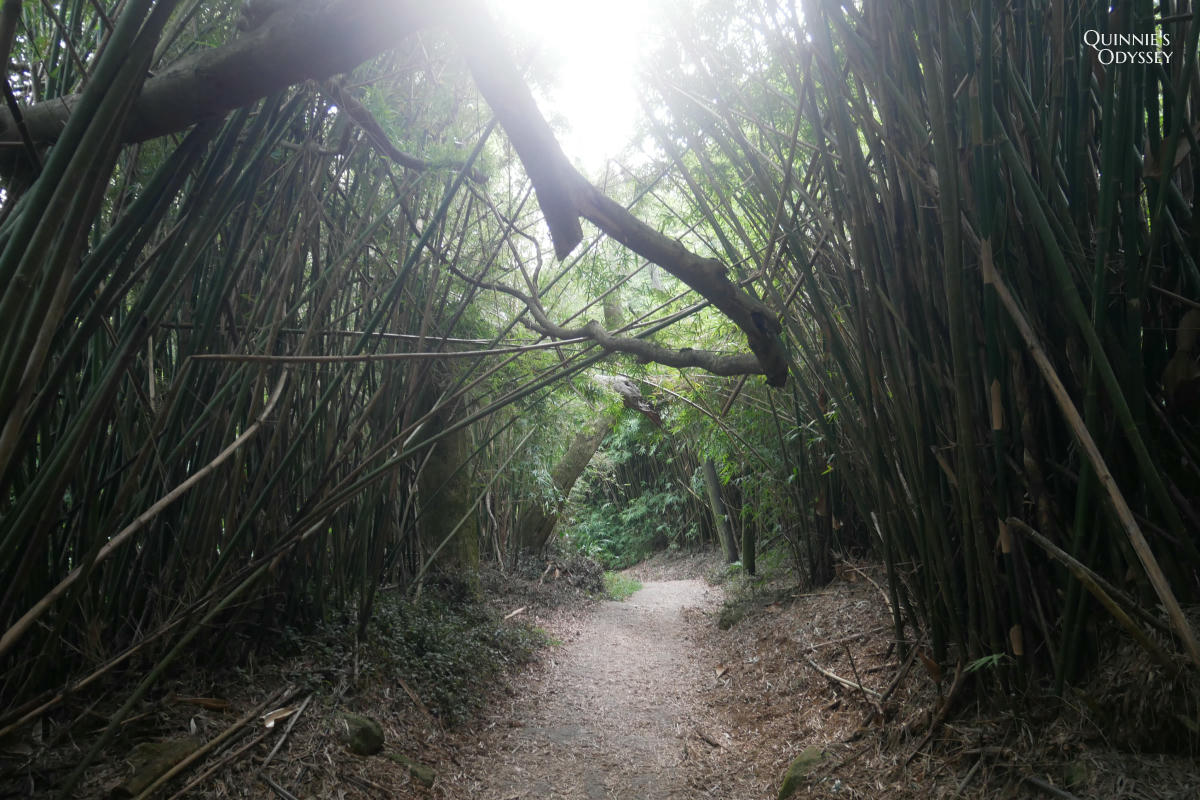 大屯山 竹林