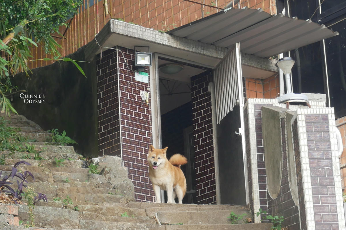 大屯山 