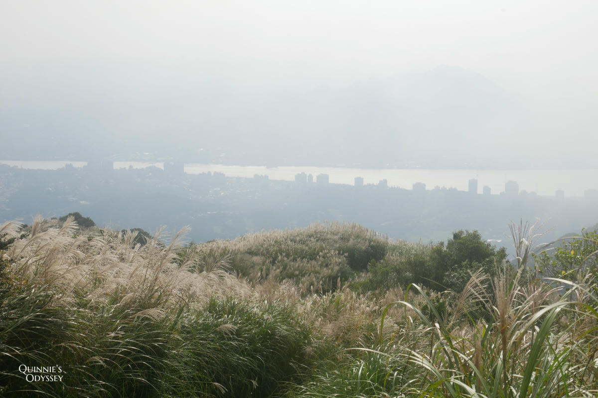 大屯山 芒草