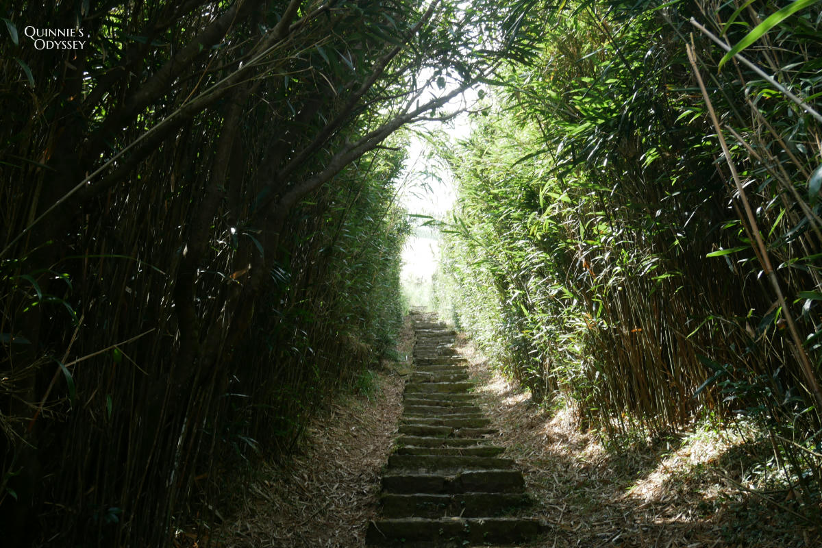 大屯山主峰 箭竹林