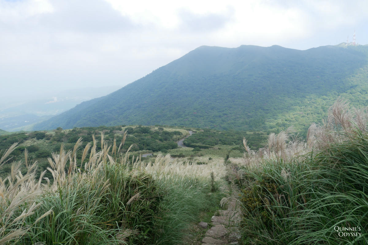 大屯山主峰 芒草