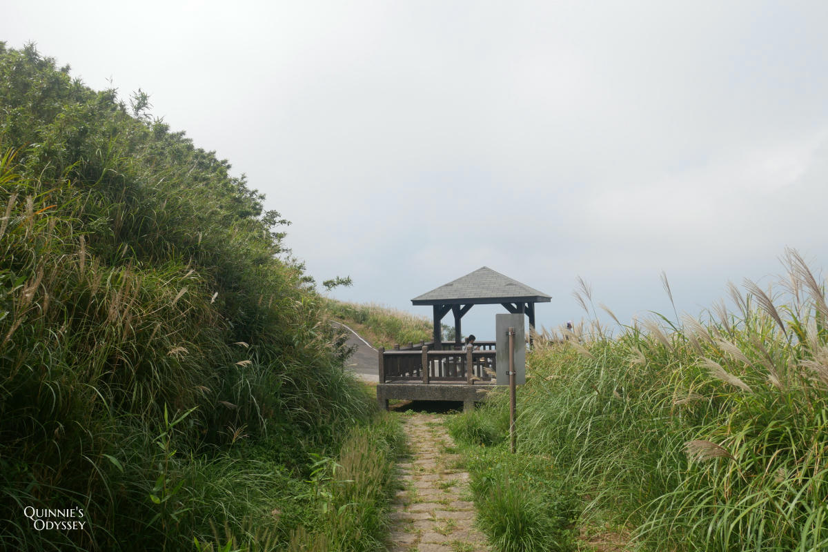 大屯山主峰 芒草