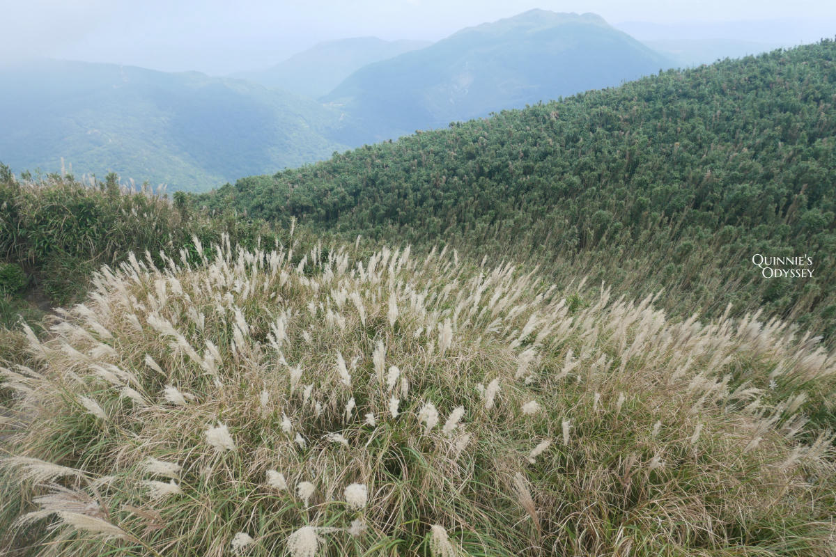 大屯山主峰 芒草