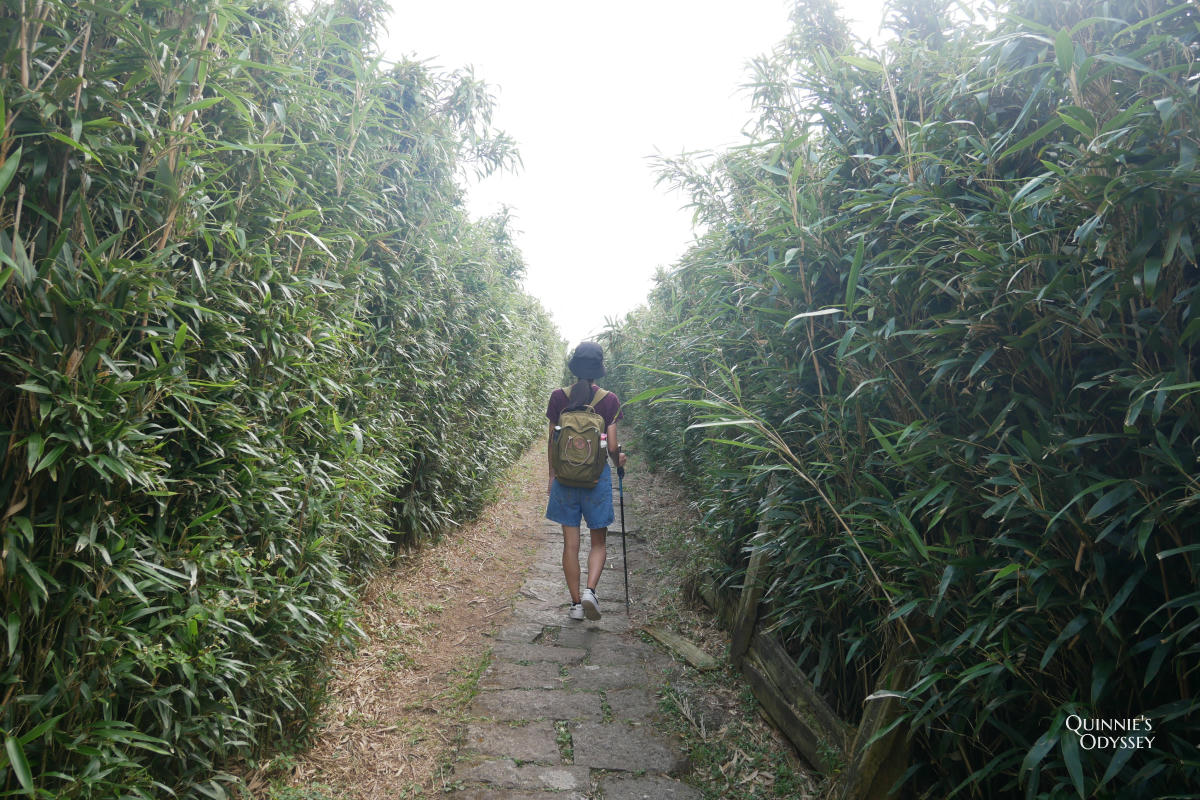 大屯山主峰 箭竹林