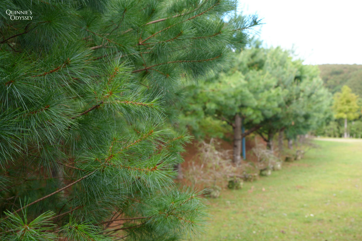 數碼天空太空艙住宿開箱:一泊二食,新竹尖石被群山包圍的秘境 - 第45張圖 數碼天空 五葉松