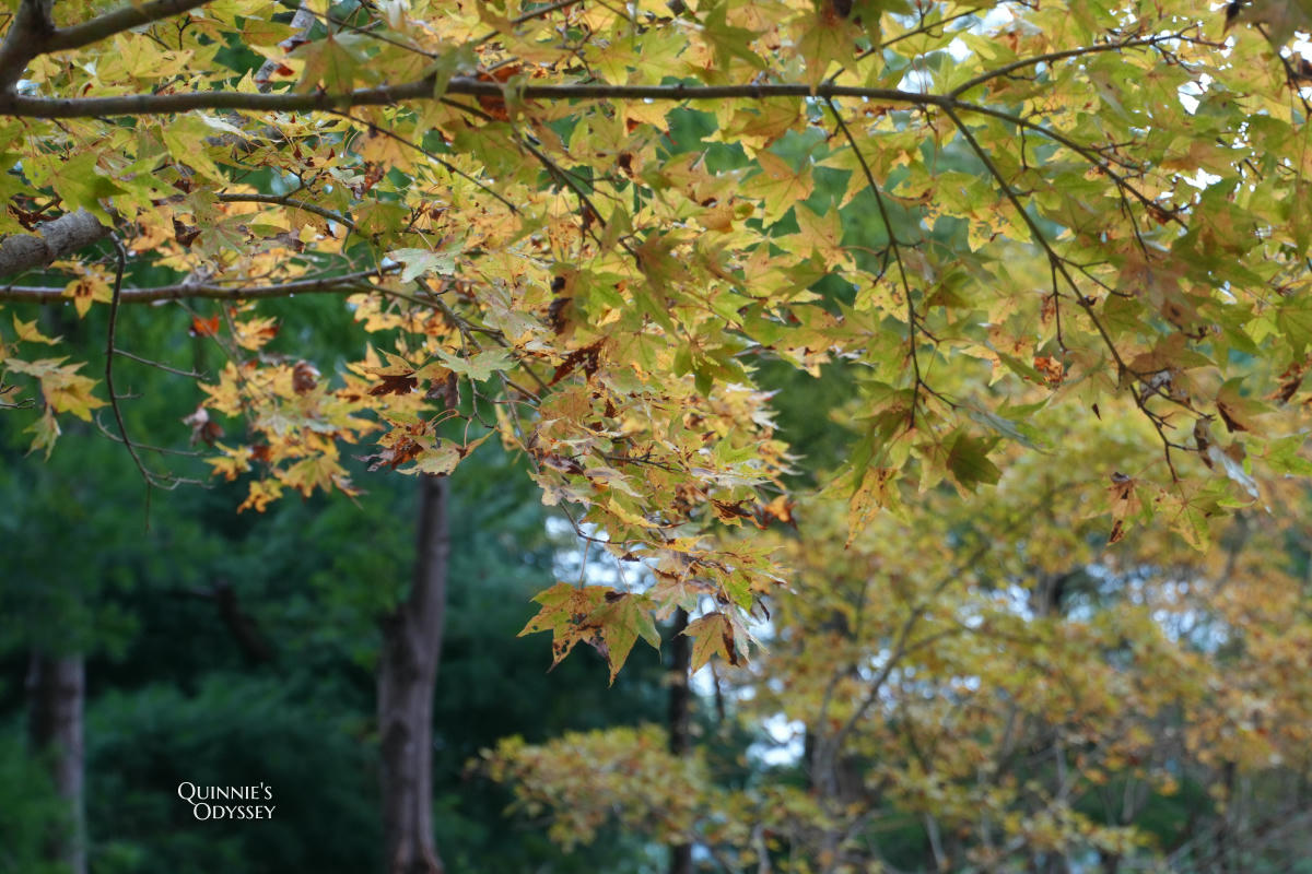 數碼天空太空艙住宿開箱:一泊二食,新竹尖石被群山包圍的秘境 - 第44張圖 數碼天空 楓葉