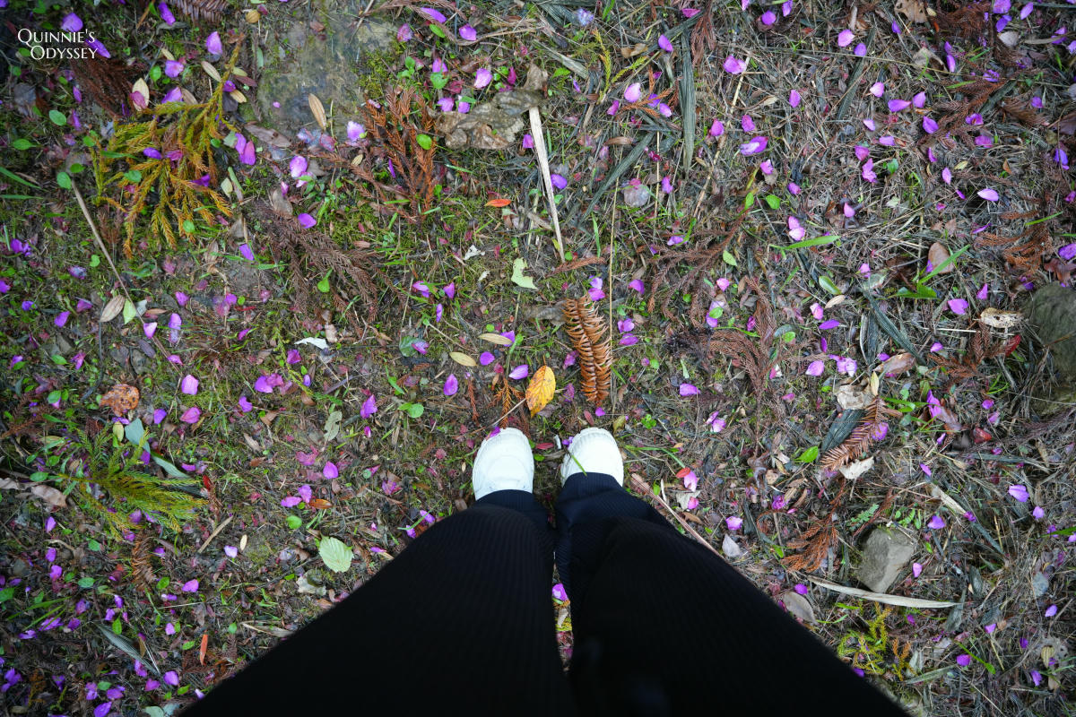 數碼天空太空艙住宿開箱:一泊二食,新竹尖石被群山包圍的秘境 - 第47張圖 數碼天空 森林步道