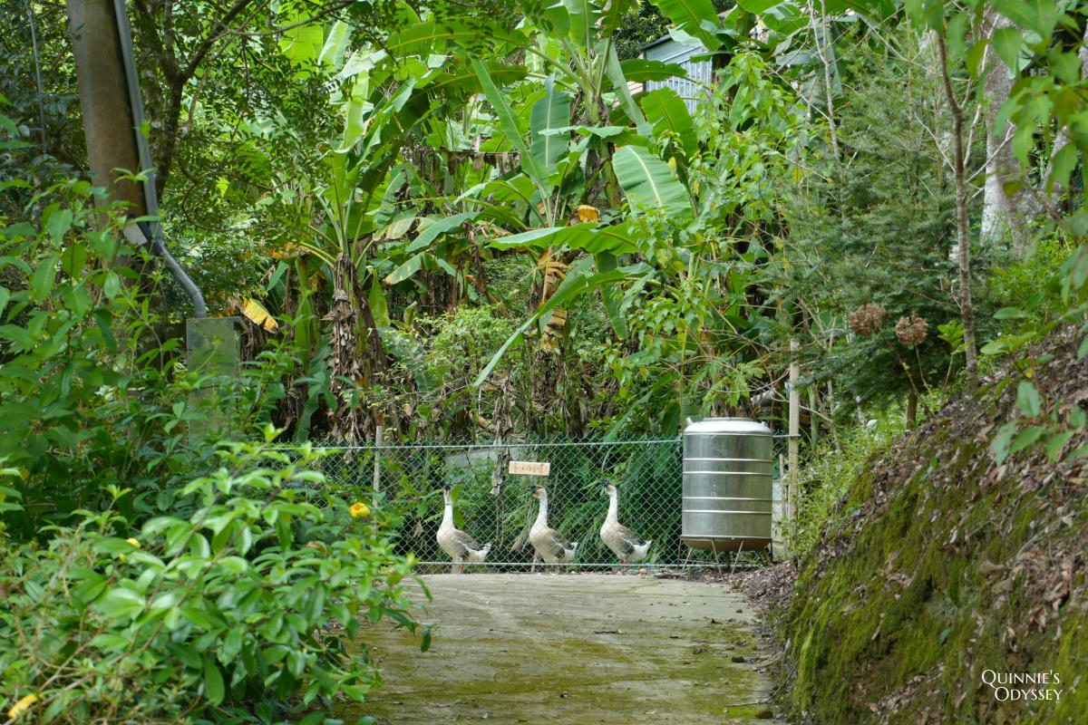 藍月山谷:藏在新竹橫山山中的秘境景觀咖啡廳 - 第22張圖 藍月山谷露營區