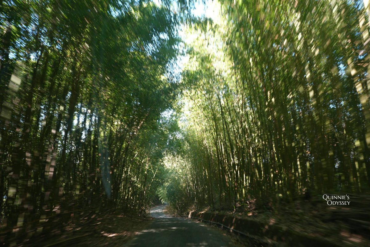 杉行旅居:苗栗高海拔露營車住宿x夢幻山景與超美星空 - 第2張圖 杉行旅居