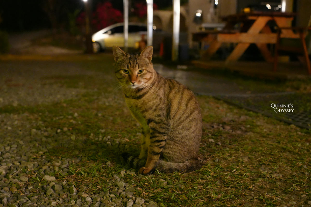 杉行旅居:苗栗高海拔露營車住宿x夢幻山景與超美星空 - 第15張圖 杉行旅居 貓