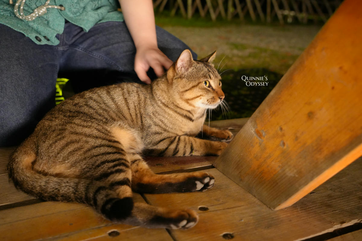 杉行旅居:苗栗高海拔露營車住宿x夢幻山景與超美星空 - 第16張圖 杉行旅居 貓