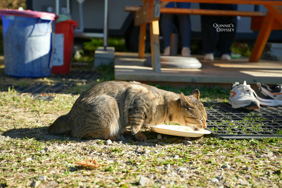杉行旅居:苗栗高海拔露營車住宿x夢幻山景與超美星空 - 第24張圖 杉行旅居