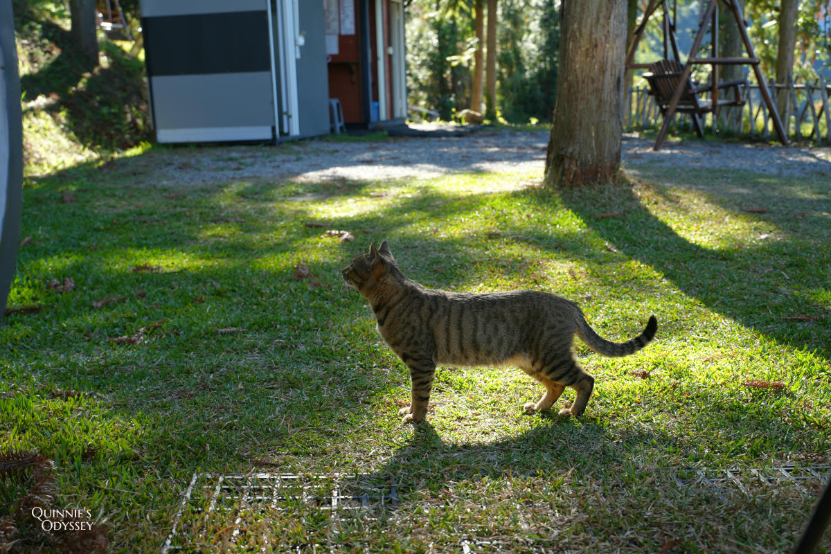 杉行旅居:苗栗高海拔露營車住宿x夢幻山景與超美星空 - 第25張圖 杉行旅居