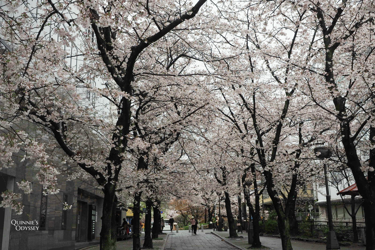 祇園白川:櫻花與柳樹,下雨也很浪漫的京都賞櫻散步路線 - 第13張圖 祇園白川 櫻花