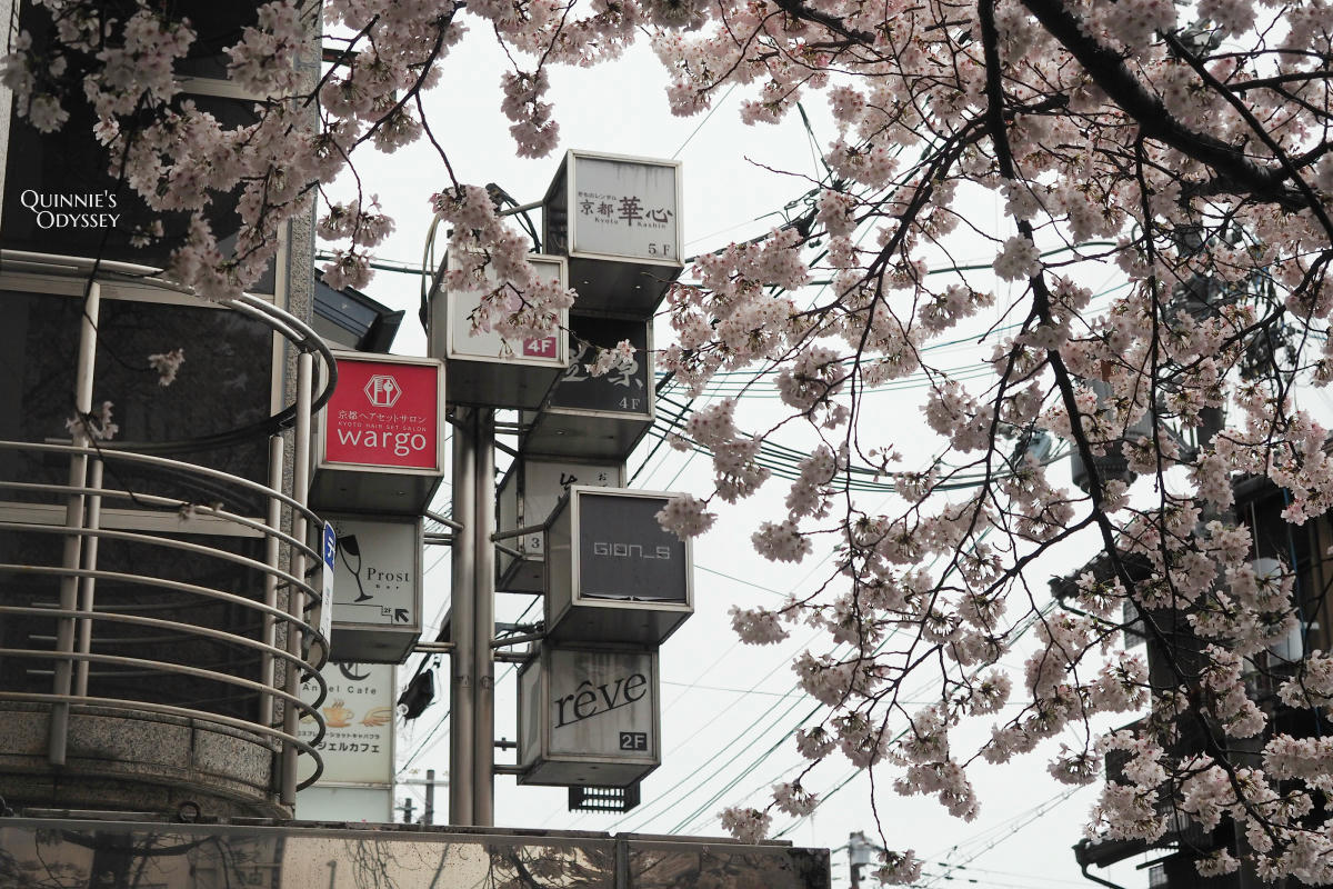 祇園白川:櫻花與柳樹,下雨也很浪漫的京都賞櫻散步路線 - 第16張圖 祇園白川 櫻花