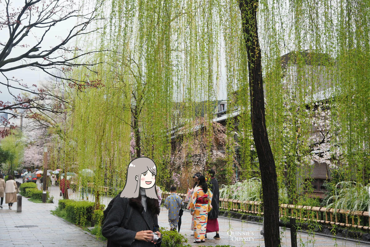 祇園白川:櫻花與柳樹,下雨也很浪漫的京都賞櫻散步路線 - 第8張圖 祇園白川