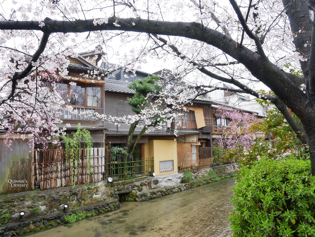 祇園白川:櫻花與柳樹,下雨也很浪漫的京都賞櫻散步路線 - 第2張圖 祇園白川 巽橋 櫻花