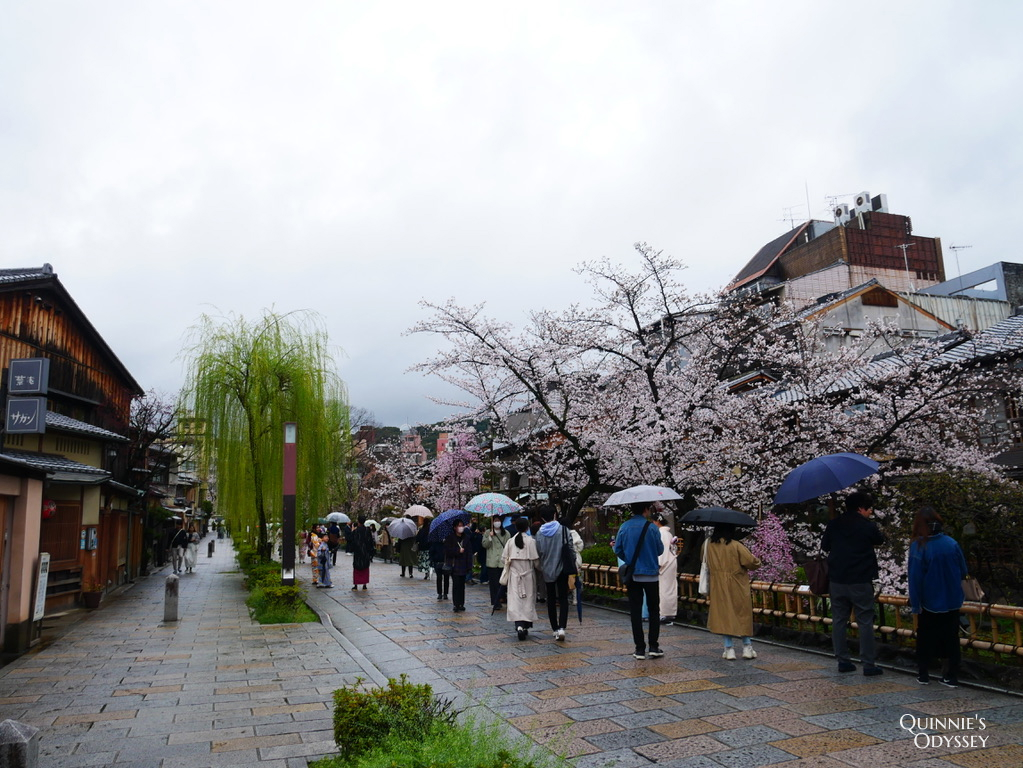 祇園白川:櫻花與柳樹,下雨也很浪漫的京都賞櫻散步路線 - 第5張圖 祇園白川 櫻花