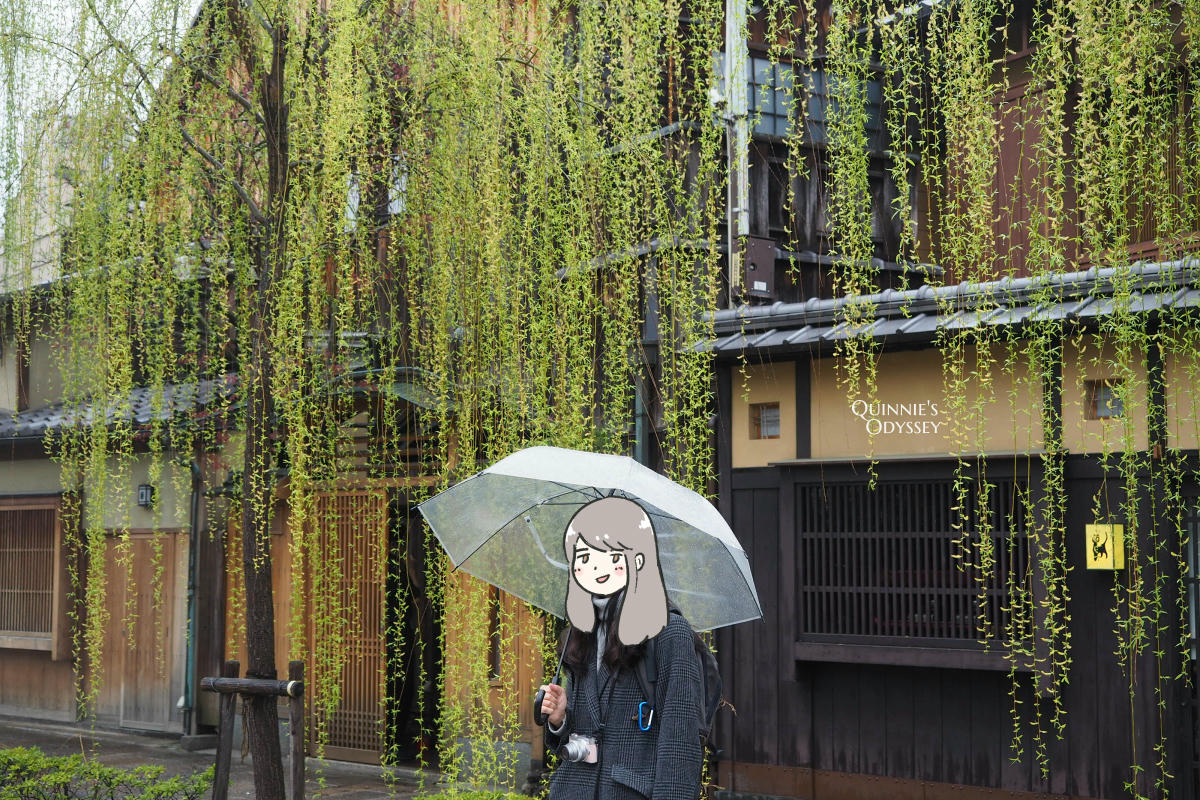 祇園白川:櫻花與柳樹,下雨也很浪漫的京都賞櫻散步路線 - 第7張圖 祇園白川