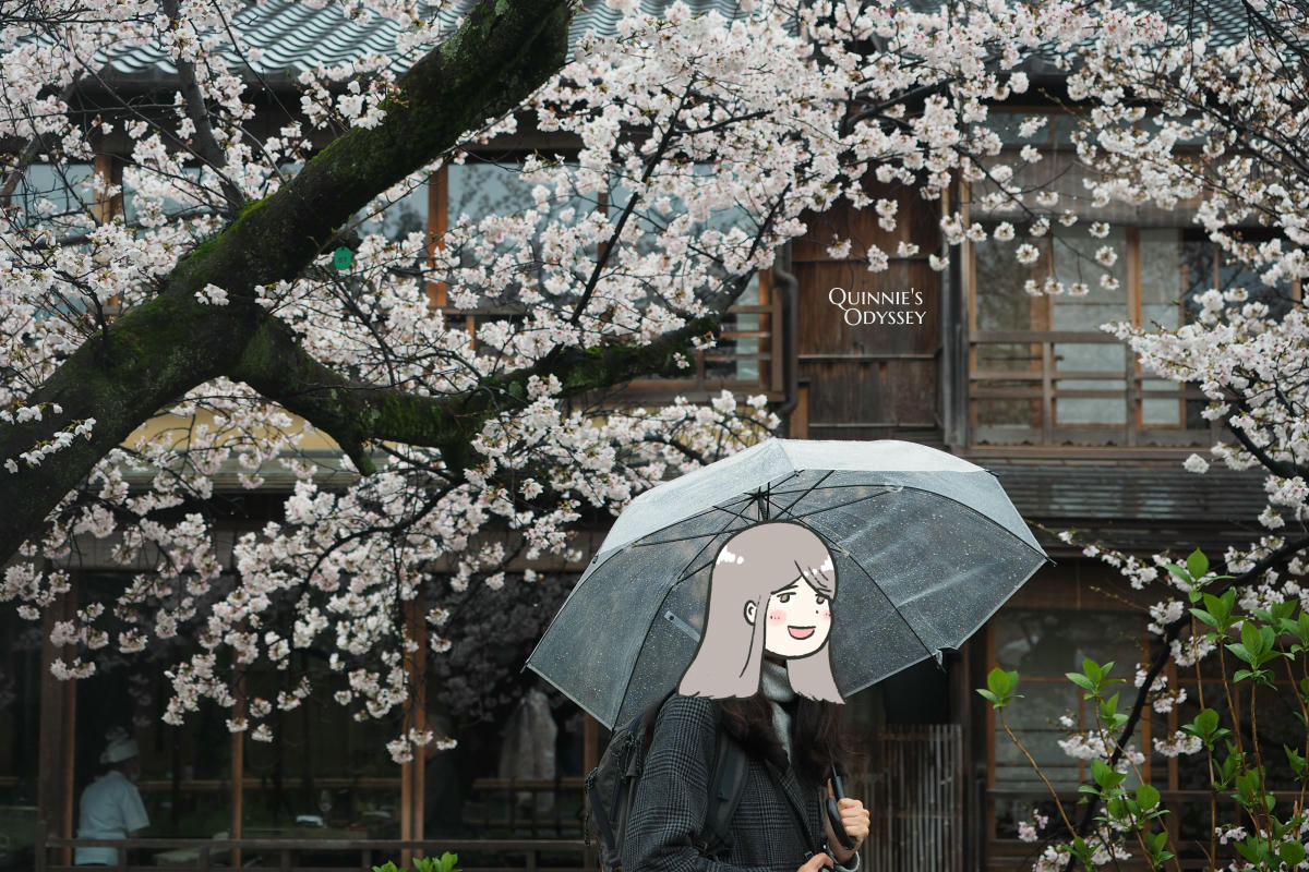 祇園白川:櫻花與柳樹,下雨也很浪漫的京都賞櫻散步路線 - 第6張圖 祇園白川 櫻花