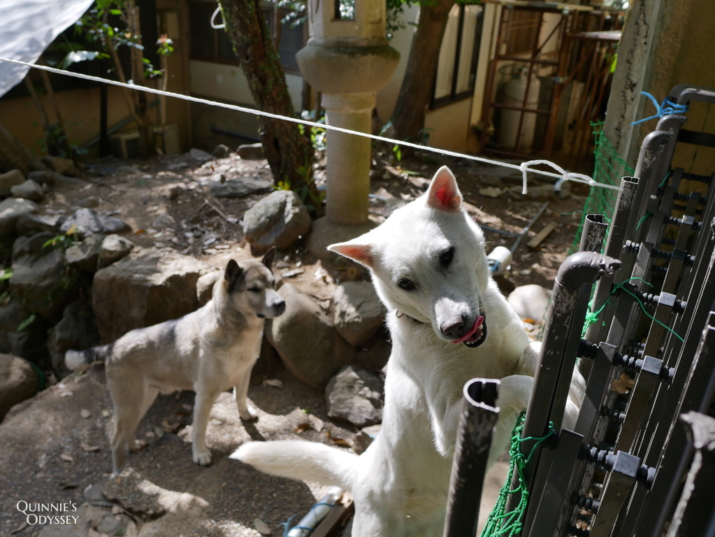 嵐山祐齋亭:夢幻窗景倒影的秘境美景,京都最迷人的四季風光 - 第31張圖 嵐山 祐齋亭
