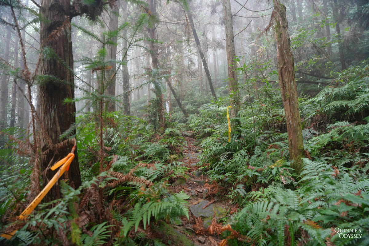 鵝公髻山:走進新竹五峰的迷霧森林,小百岳NO31 - 第11張圖 鵝公髻山