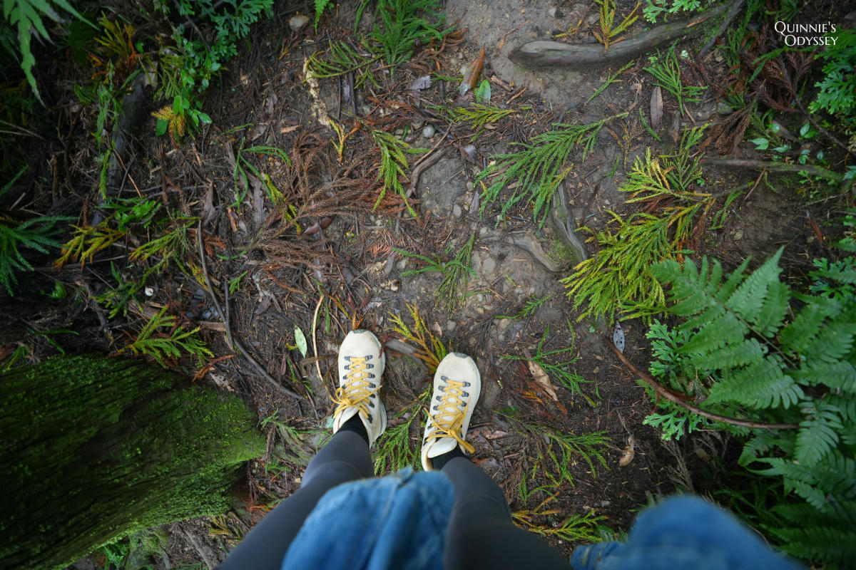 鵝公髻山:走進新竹五峰的迷霧森林,小百岳NO31 - 第13張圖 鵝公髻山