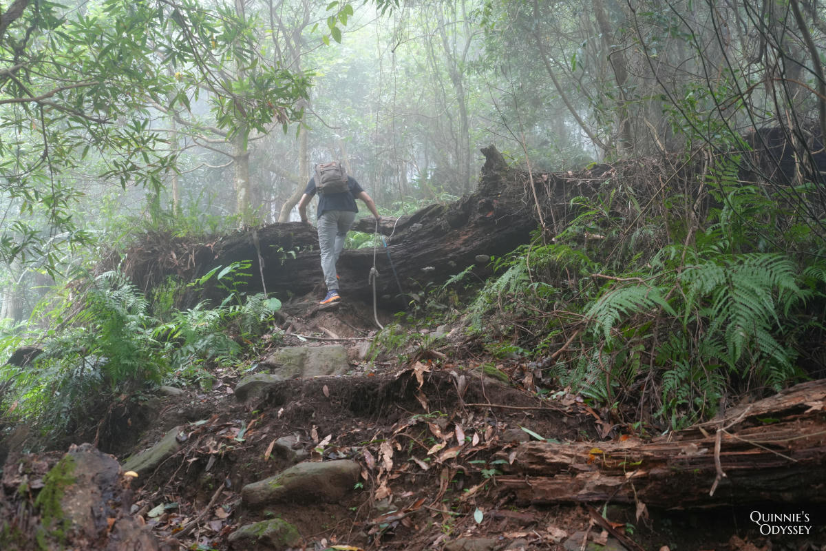 鵝公髻山:走進新竹五峰的迷霧森林,小百岳NO31 - 第14張圖 鵝公髻山