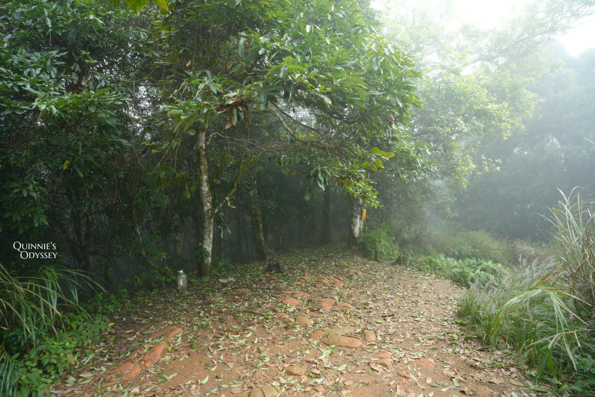 鵝公髻山:走進新竹五峰的迷霧森林,小百岳NO31 - 第20張圖 鵝公髻山 山頂