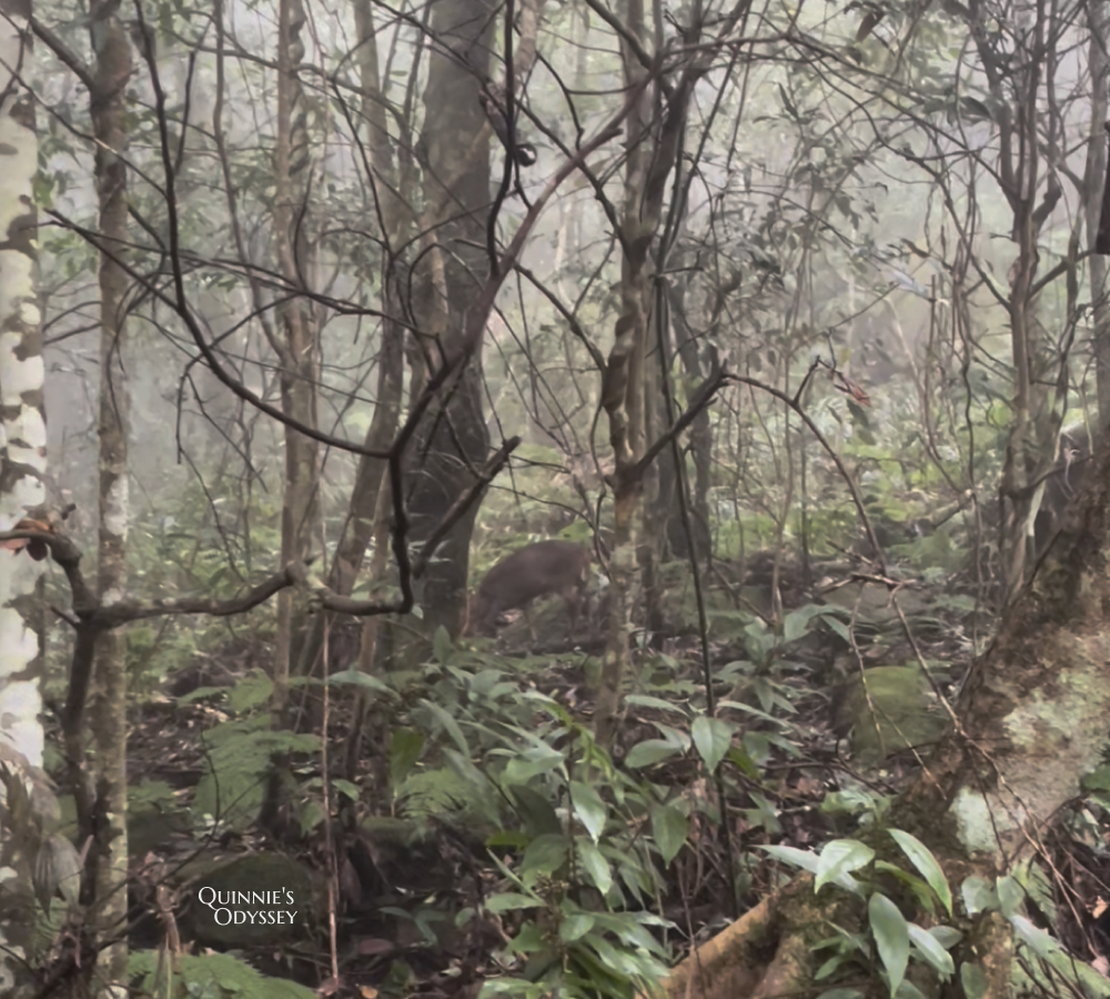 鵝公髻山:走進新竹五峰的迷霧森林,小百岳NO31 - 第16張圖 鵝公髻山 山羌