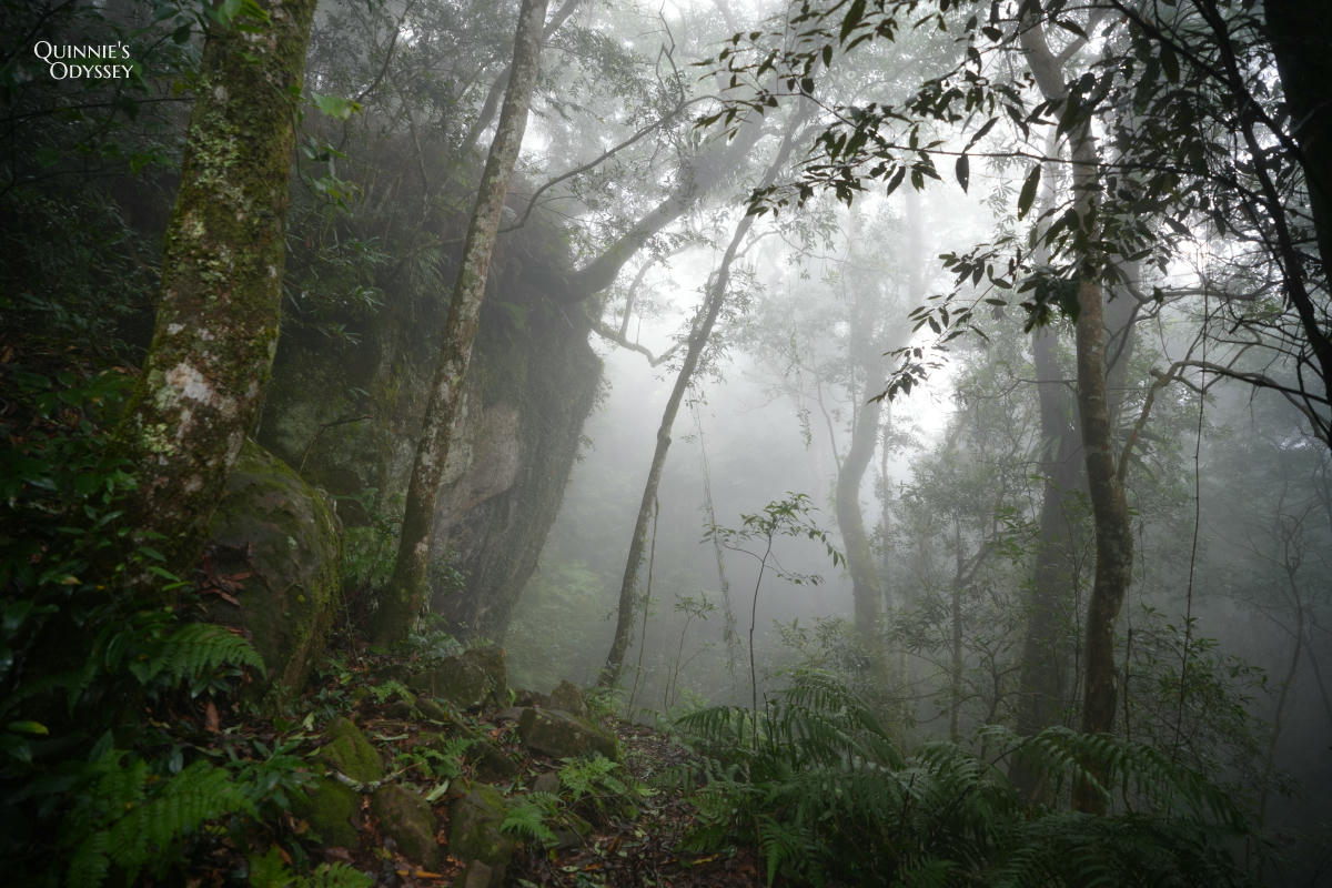 鵝公髻山:走進新竹五峰的迷霧森林,小百岳NO31 - 第18張圖 鵝公髻山