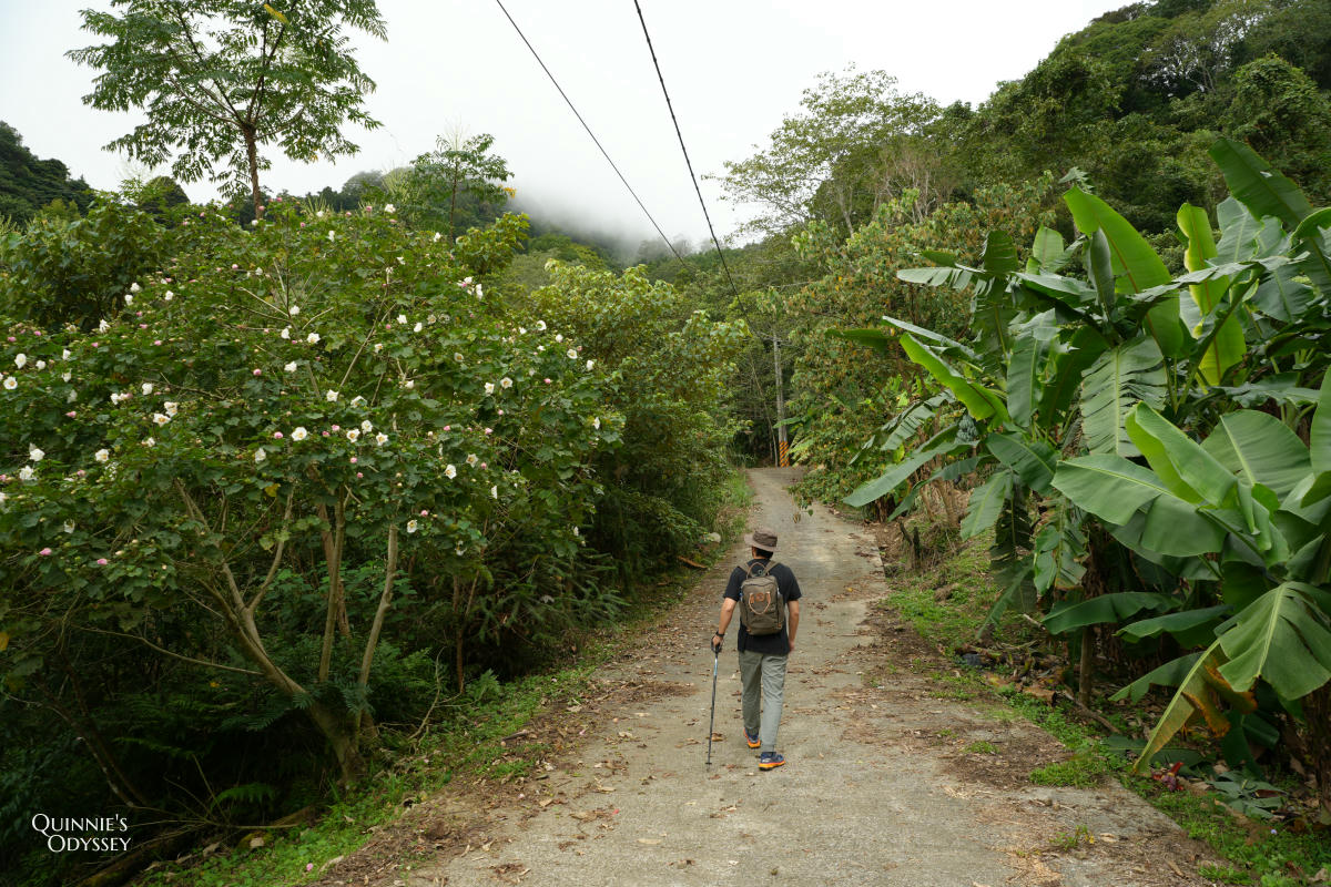 鵝公髻山:走進新竹五峰的迷霧森林,小百岳NO31 - 第5張圖 鵝公髻山