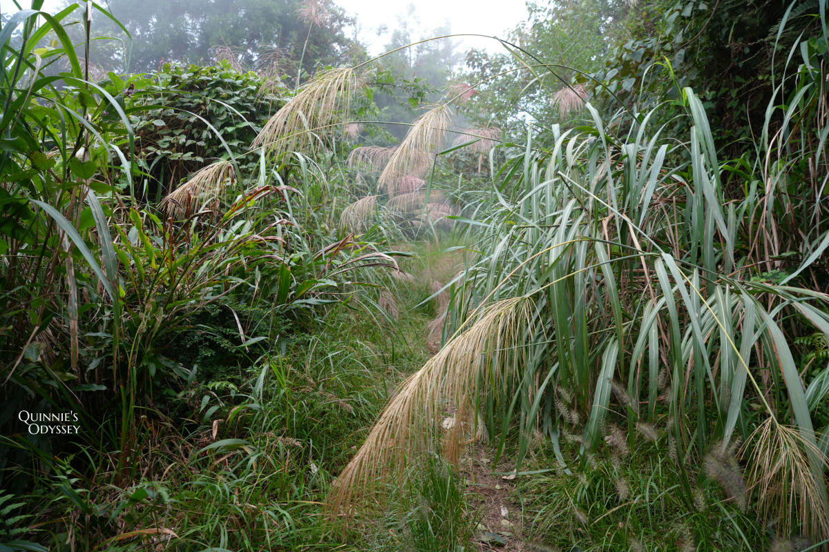 鵝公髻山:走進新竹五峰的迷霧森林,小百岳NO31 - 第6張圖 鵝公髻山
