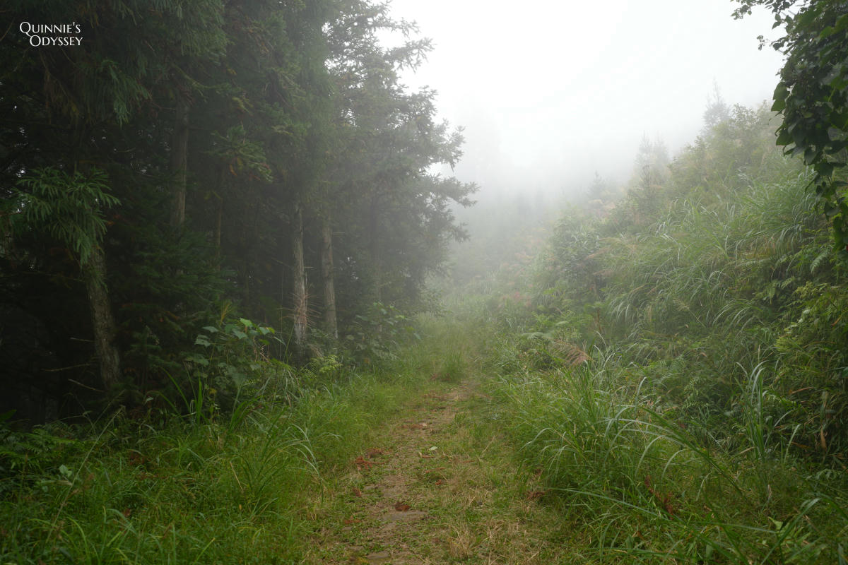 鵝公髻山:走進新竹五峰的迷霧森林,小百岳NO31 - 第7張圖 鵝公髻山