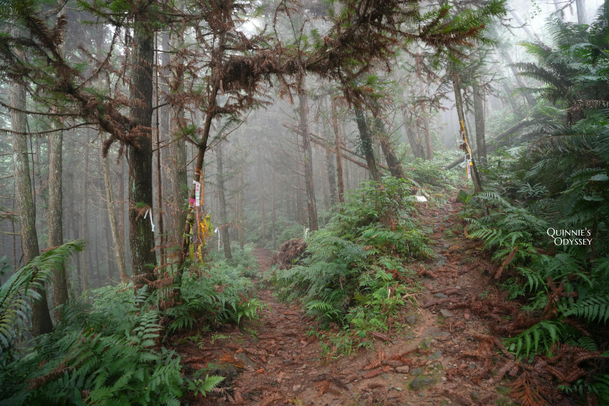 鵝公髻山:走進新竹五峰的迷霧森林,小百岳NO31 - 第9張圖 鵝公髻山