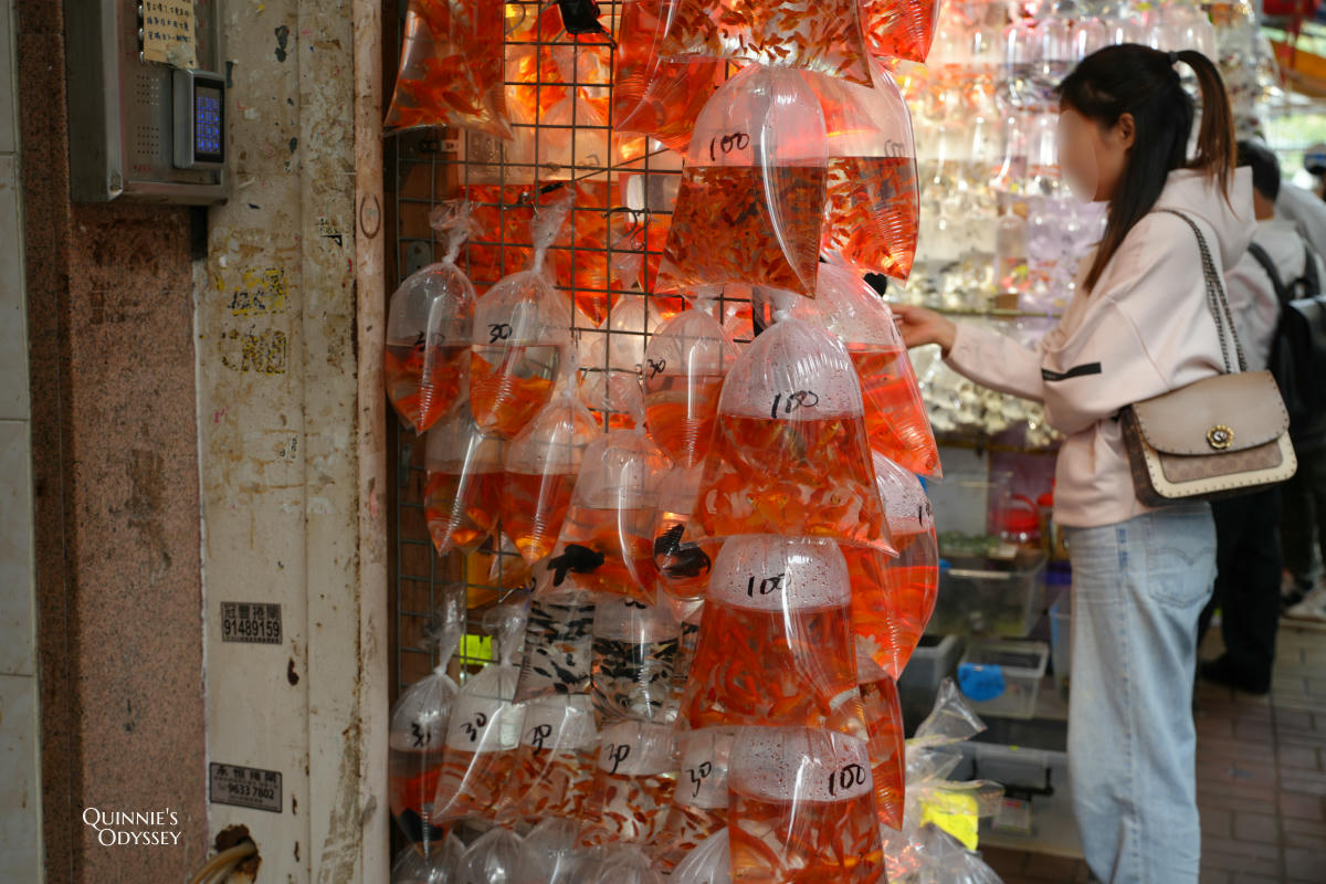 香港 旺角 金魚街