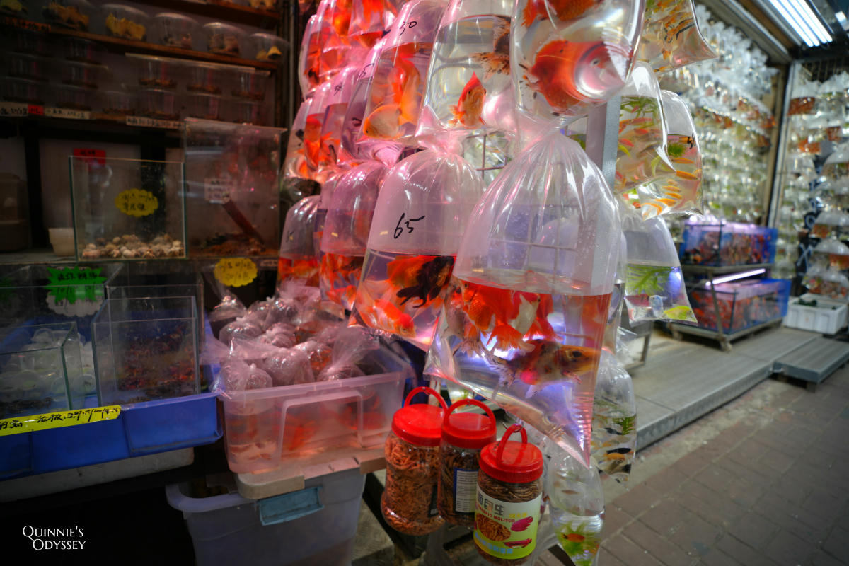 香港 旺角 金魚街