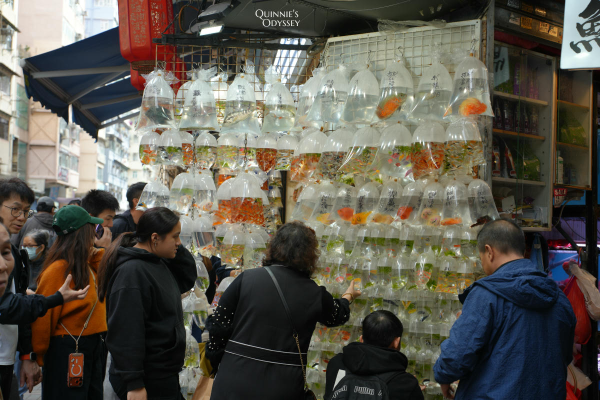香港 旺角 金魚街