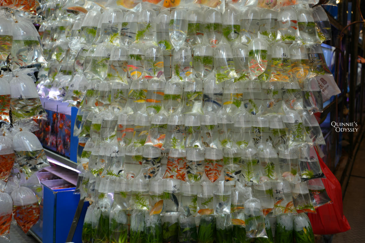 香港 旺角 金魚街