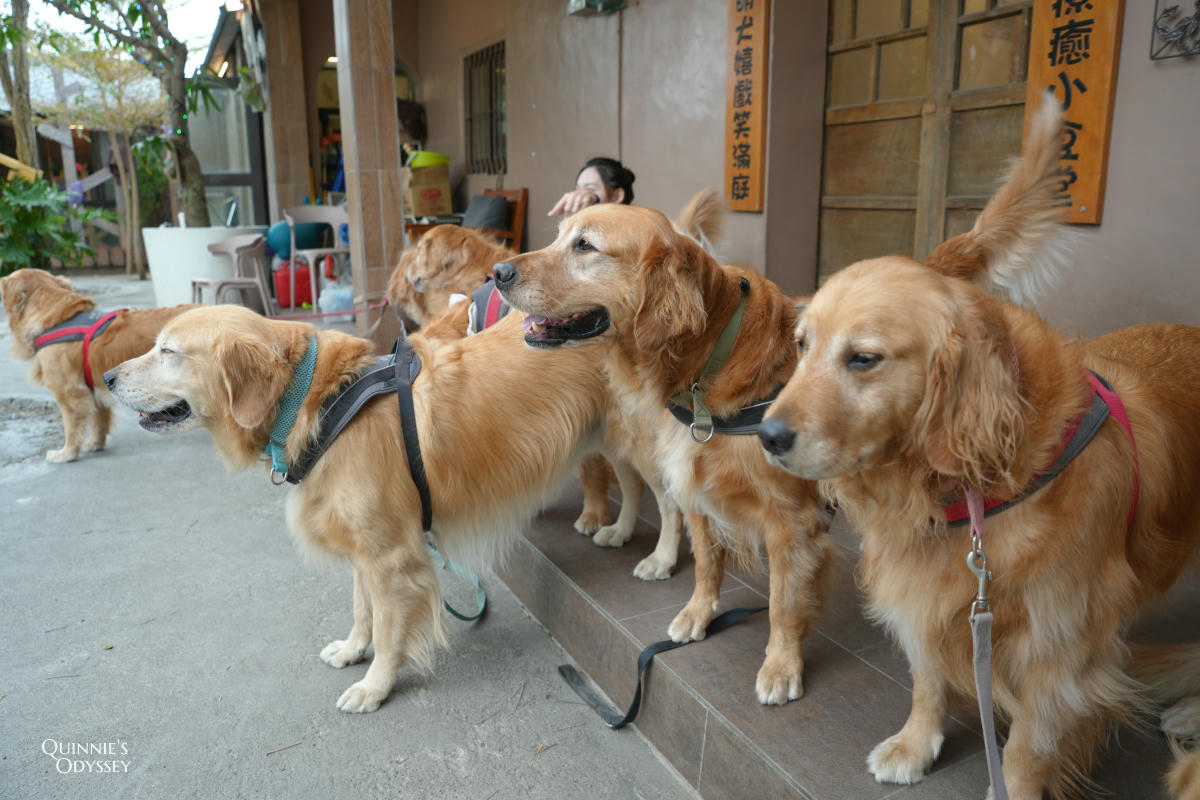 獵犬不打獵鄉林小食光