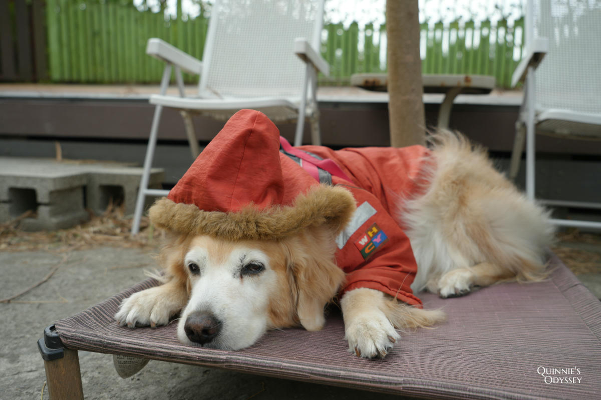 獵犬不打獵鄉林小食光