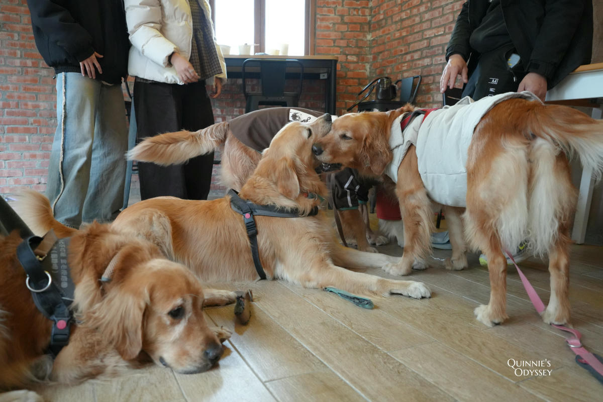 獵犬不打獵鄉林小食光