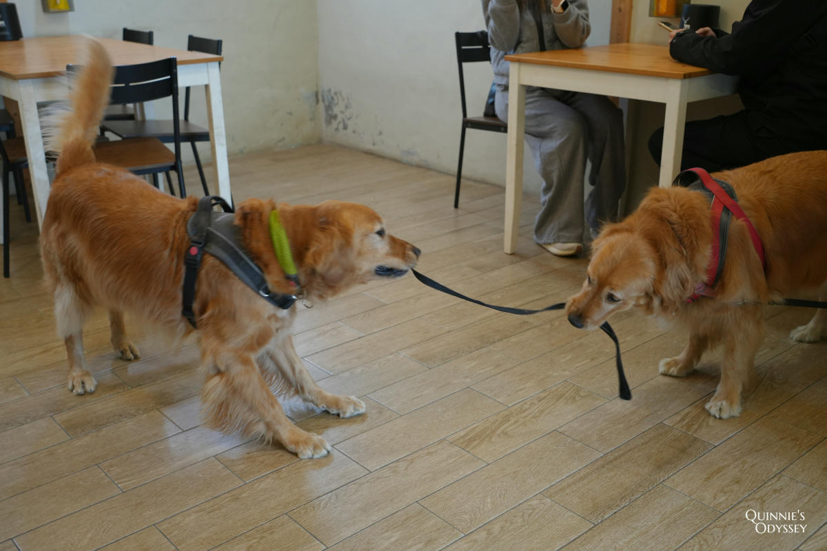 獵犬不打獵鄉林小食光