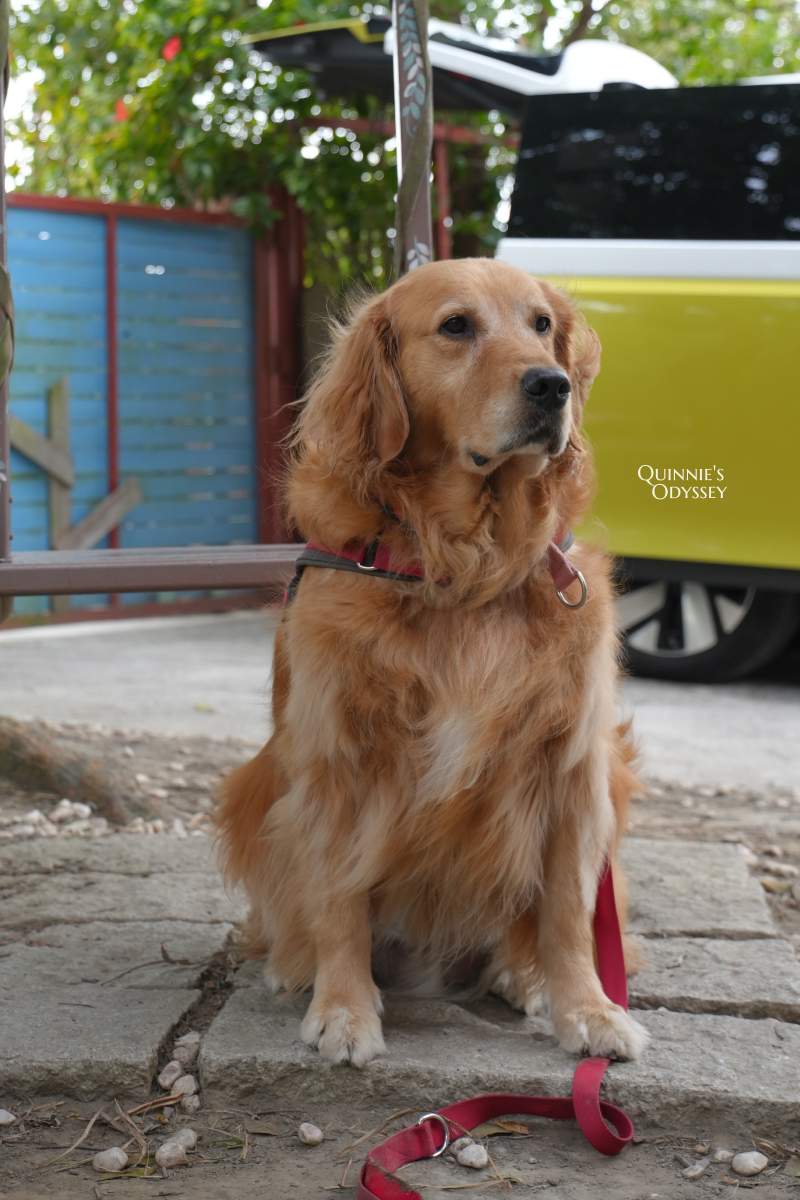 獵犬不打獵鄉林小食光：苗栗西湖超療癒黃金獵犬餐廳，愛狗人天堂
