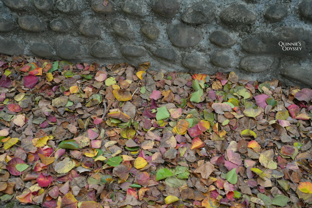 花院子:竹北花園系咖啡廳,滿滿綠色植物的療癒空間 - 第5張圖 花院子 新竹 竹北 咖啡廳