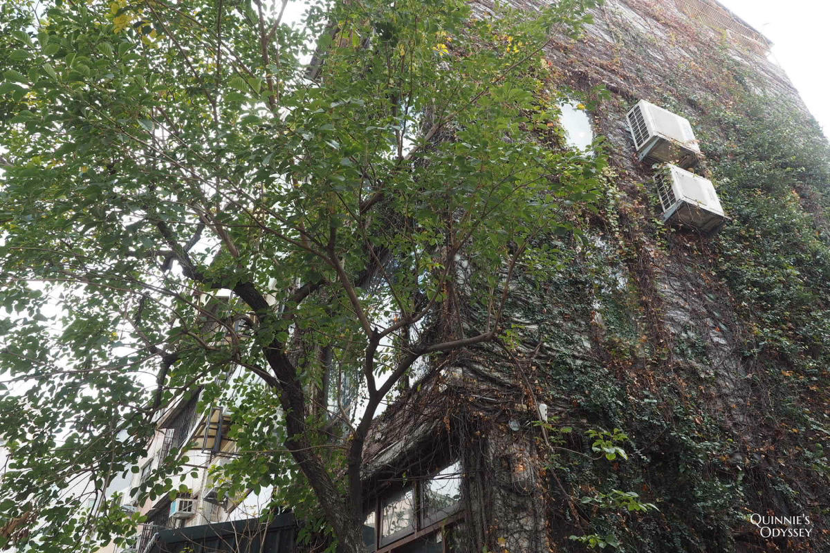 右舍咖啡:彰化員林人氣森林系老屋咖啡廳 - 第3張圖 右舍咖啡