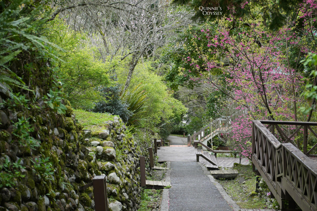 再見棲蘭山莊:休園前入住力麗馬告生態園區,雲霧繚繞的最後身影 - 第28張圖 棲蘭山莊 林間小屋