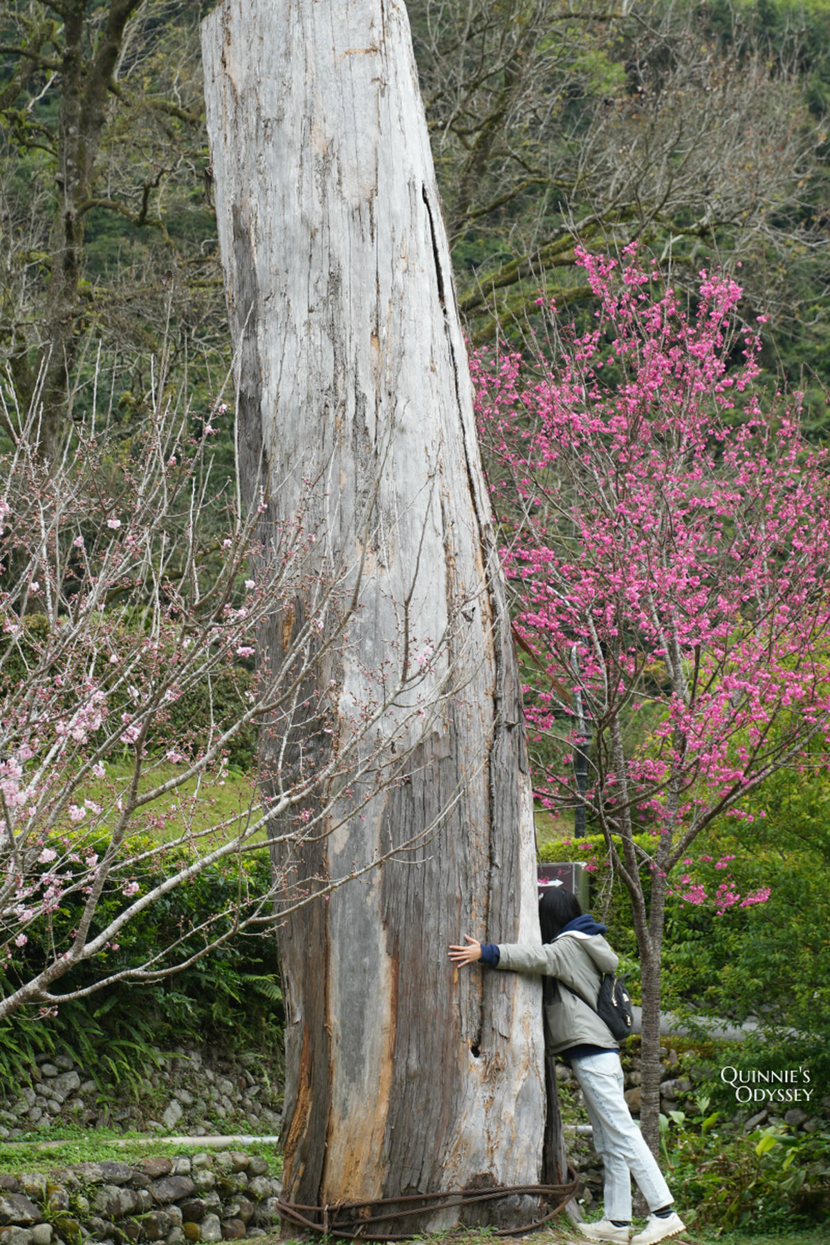 再見棲蘭山莊:休園前入住力麗馬告生態園區,雲霧繚繞的最後身影 - 第7張圖 棲蘭山莊