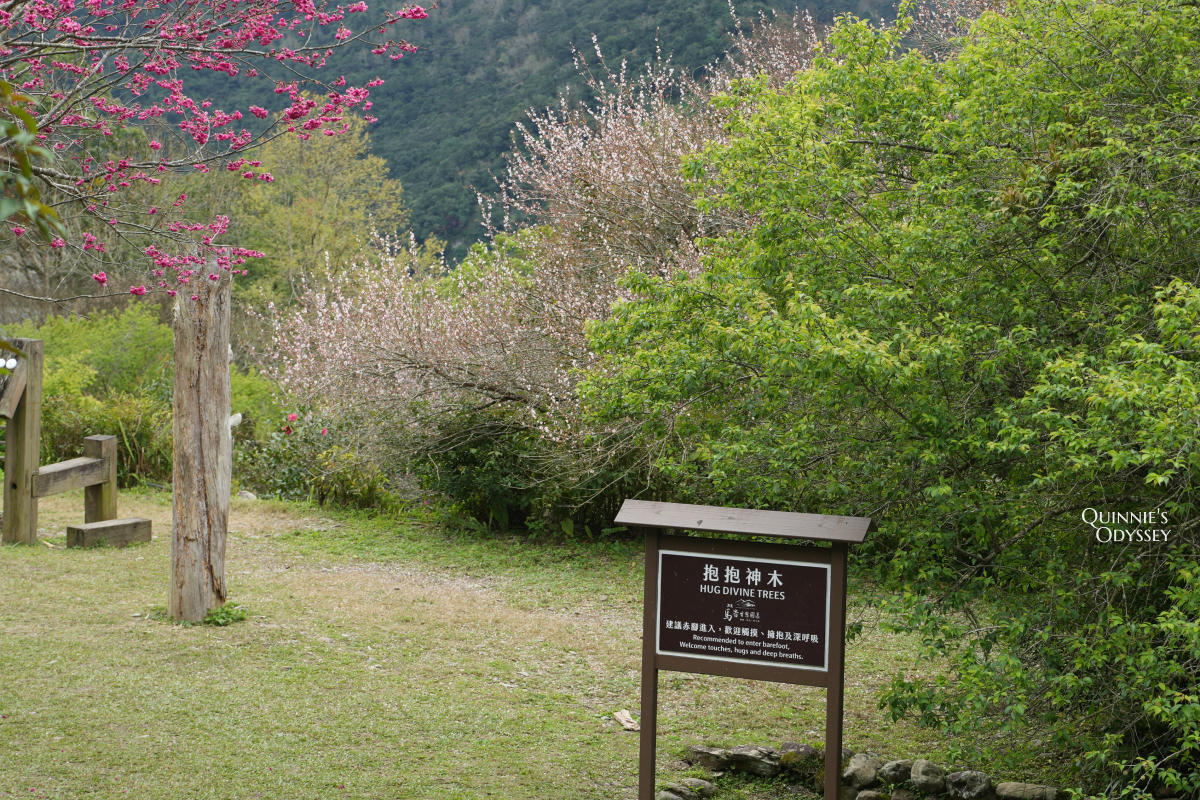 再見棲蘭山莊:休園前入住力麗馬告生態園區,雲霧繚繞的最後身影 - 第5張圖 棲蘭山莊