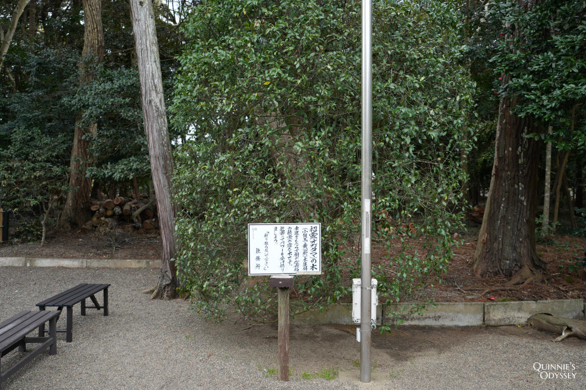 Ikisu Shrine, Sacred Tree (Spirit-Calling Tree)